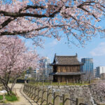 Sakura Blooming At Fukuoka Castle, Japan