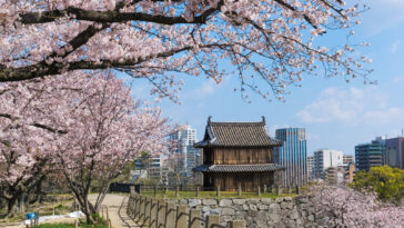 Sakura Blooming At Fukuoka Castle, Japan