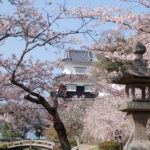 Sakura at Omura Flower Festival, Omura City