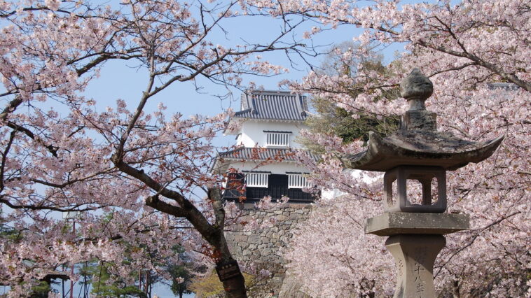Sakura at Omura Flower Festival, Omura City