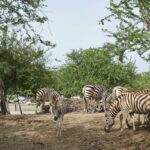Zebras at Safari World Bangkok