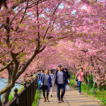 Beautiful Kawazu Sakura Festival , Cherry blossom full bloom in Kawazu prefecture ,Japan.