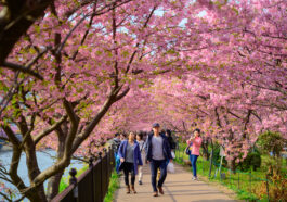 Beautiful Kawazu Sakura Festival , Cherry blossom full bloom in Kawazu prefecture ,Japan.