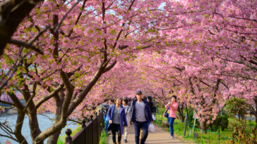 Beautiful Kawazu Sakura Festival , Cherry blossom full bloom in Kawazu prefecture ,Japan.