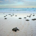 Olive Ridley Turtles for 2020 Hatching in Boracay Island