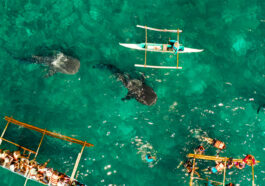 Tourists are watching whale sharks in the town of Oslob, Philippines, aerial view.