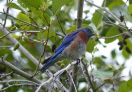 Western Bluebird at Craig Regional Park by Michael Klotz via Flickr CC