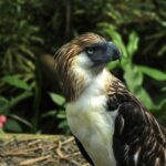 Philippine Eagle in Davao City