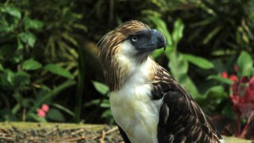 Philippine Eagle in Davao City