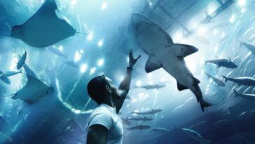 Dubai Aquarium & Underwater Zoo by @sir_moon via Unsplash