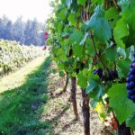 Sweet Cheeks Winery by RickObst via Wikimedia cc