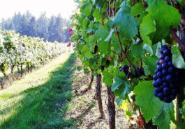 Sweet Cheeks Winery by RickObst via Wikimedia cc