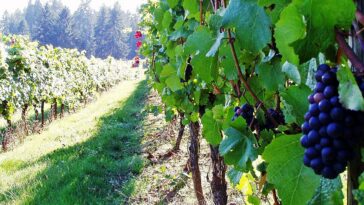 Sweet Cheeks Winery by RickObst via Wikimedia cc