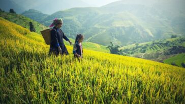 Rice Terraces in Vietnam