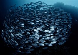 Balicasag Island's school of jacks by Bo Mancao