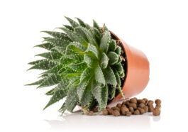Passive Hydroponic System for indoor plants