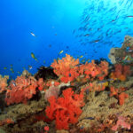 Colorful Coral Reef with Schools of Fish against Blue Water in Pescador Island photo via DepositPhotos