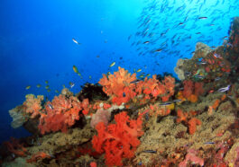 Colorful Coral Reef with Schools of Fish against Blue Water in Pescador Island photo via DepositPhotos