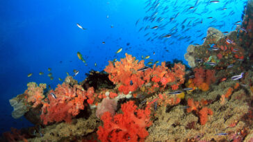 Colorful Coral Reef with Schools of Fish against Blue Water in Pescador Island photo via DepositPhotos