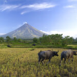 Buffalos under Mayon volcano