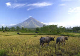 Buffalos under Mayon volcano