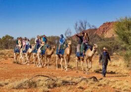 Pyndan Camel Tracks, Alice Springs