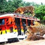 Zoobic Safari photo via FB Page