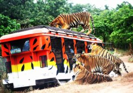 Zoobic Safari photo via FB Page