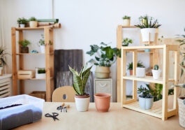 Snake Plant photo via Depositphotos