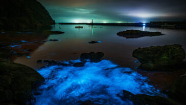This species, known in Japanese as yak?ch? (literally translating to “night light insect”), glows a bright blue in Takeno. Photo credit: Kota Shima