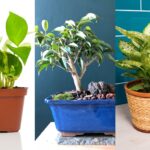 Best Air Purifying Indoor Plants