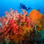 CORON DIVING, DISCOVERY FLEET Dive into the Philippines