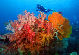 CORON DIVING, DISCOVERY FLEET Dive into the Philippines