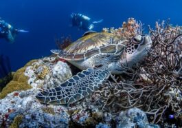 Surprisingly Spectacular Diving Philippines