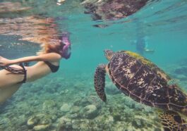 Swim with the turtles of Apo Island