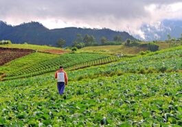 Bauko Mountain Province Agritourism