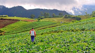 Bauko Mountain Province Agritourism