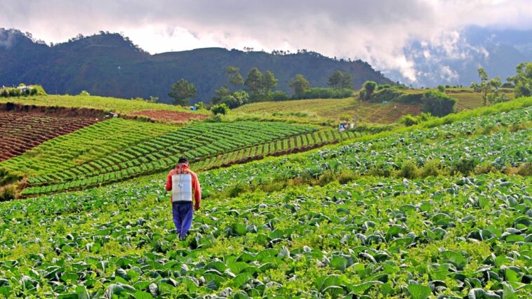 Bauko Mountain Province Agritourism