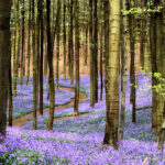 Bluebell carpet in the Hallerbos photo via Depositphotos