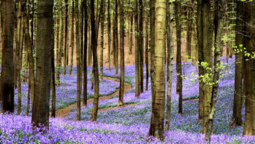 Bluebell carpet in the Hallerbos photo via Depositphotos