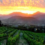 Dieu Donne Vineyards