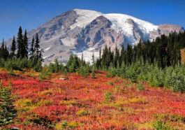 Mount Rainier National Park photo via Depositphotos