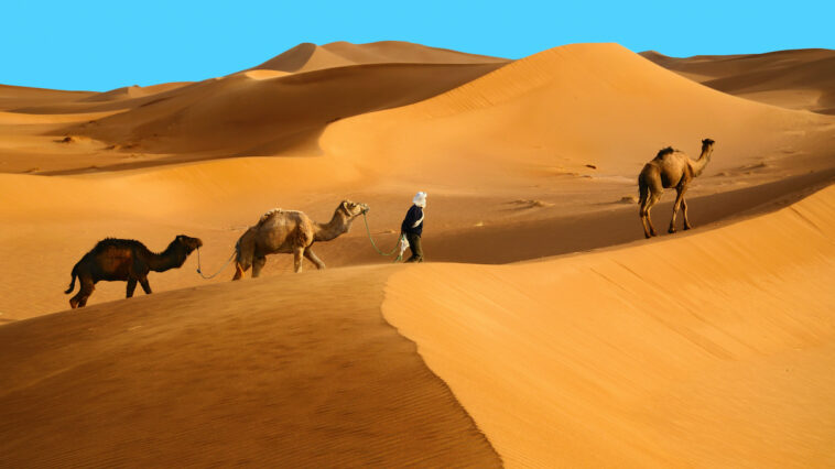 Indigenous berber man with dromedary camels travelling in Sahara desert photos via Depositphotos