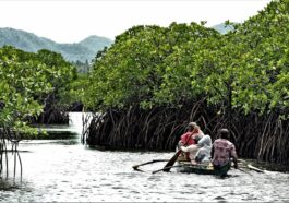 Del Carmen's mangrove forest by Erwin Mascarinas image via DOT