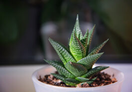 Succulent haworthia fasciata photo via Depositphotos