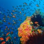 Anilao Dive Spot by Penn Delos Santos