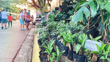 Best Places to buy indoor plants in Metro Manila