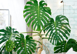 Fully Fenestrated Monstera Deliciosa photo via Depositphotos
