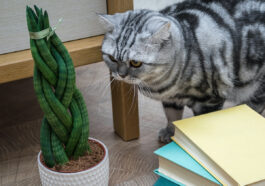 Sansevieria Bacularis photo via Depositphotos