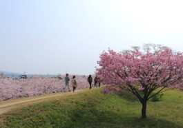Things To Do and See in Goryokaku Tower